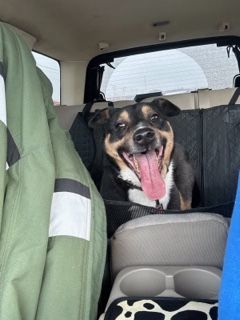 Enlarge Rio, a Adoptable mixed breed in Dallas, TX image 1/1