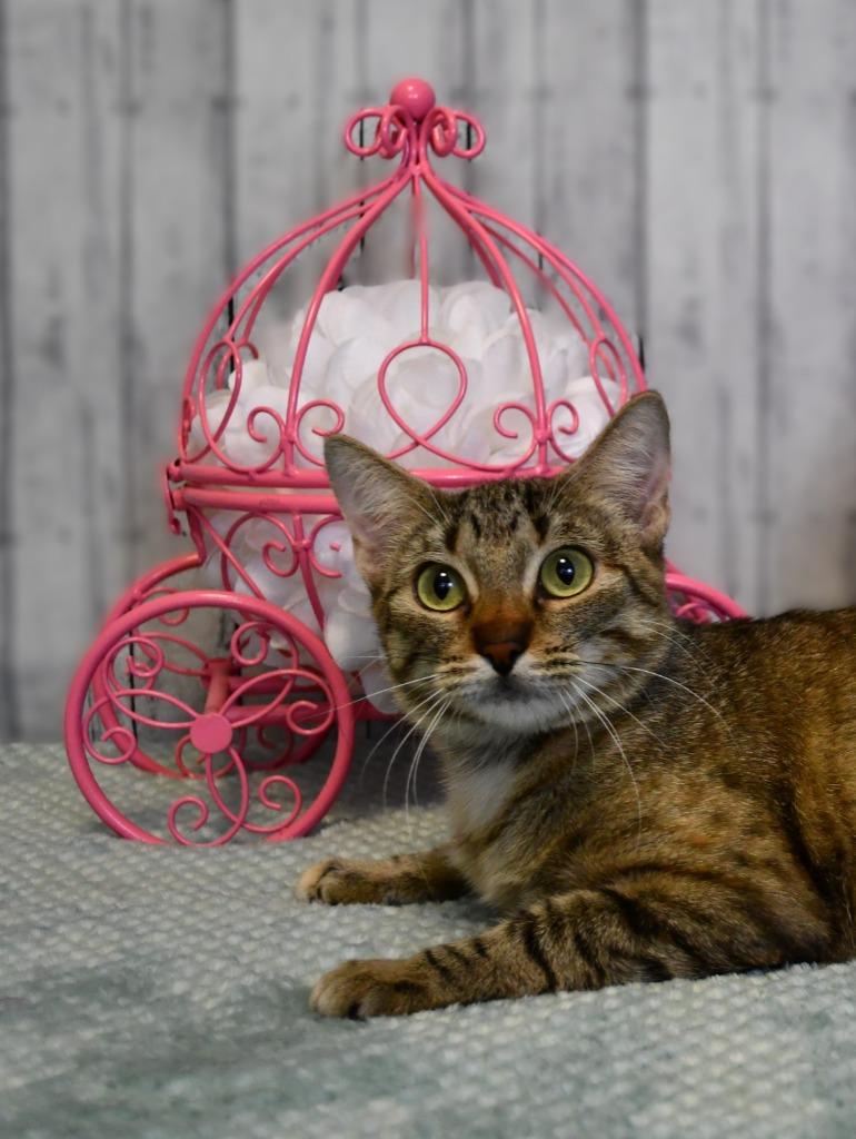 Enlarge Arisa, a Adoptable mixed breed in Roanoke, TX image 1/3