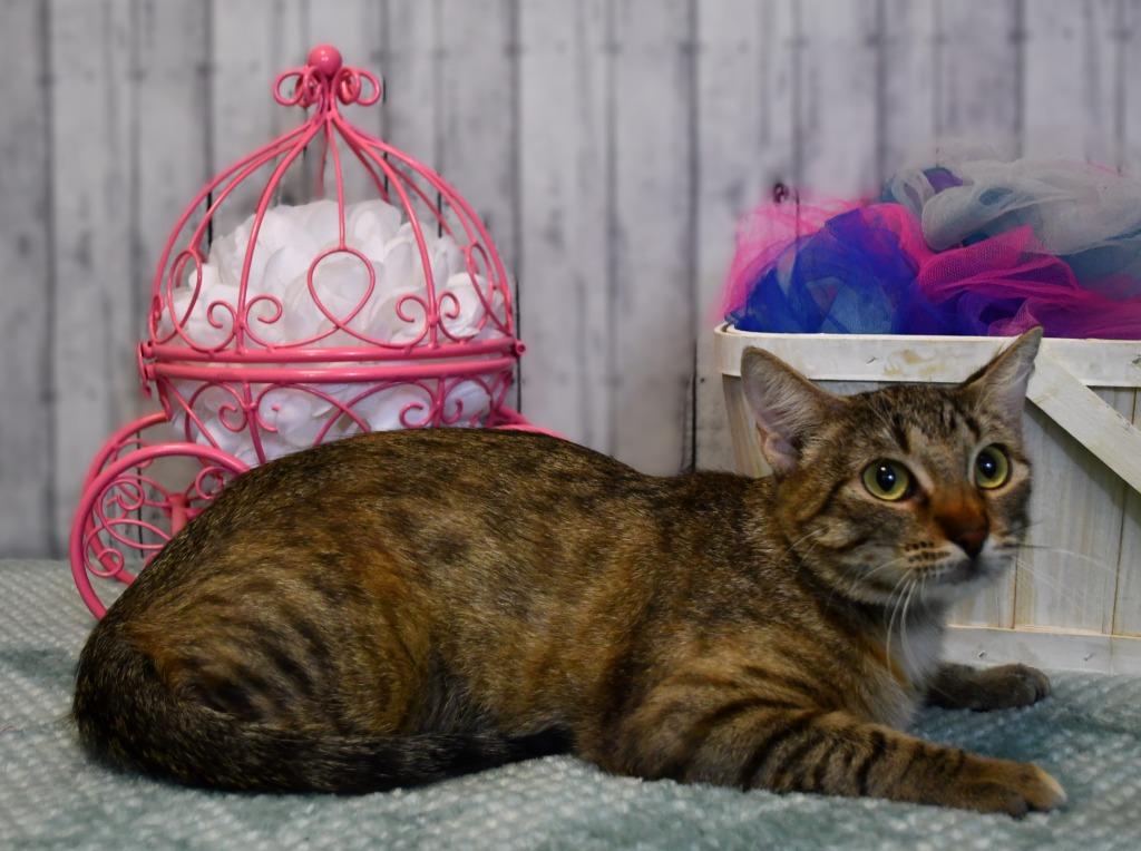 Enlarge Arisa, a Adoptable mixed breed in Roanoke, TX image 2/3