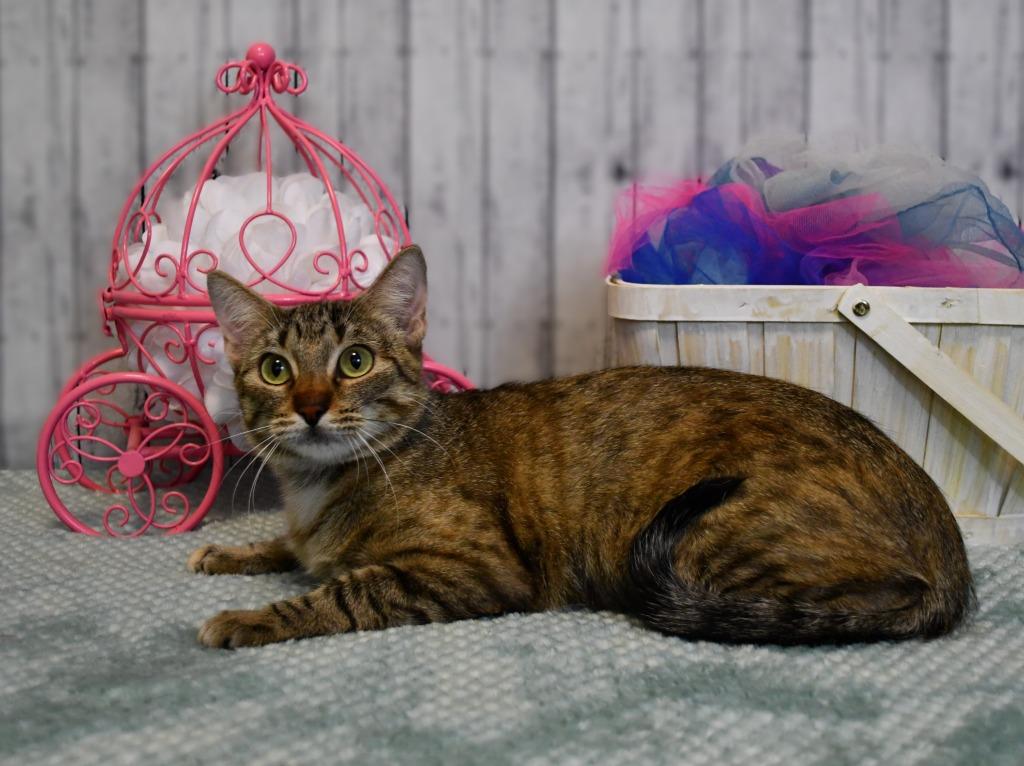 Enlarge Arisa, a Adoptable mixed breed in Roanoke, TX image 3/3