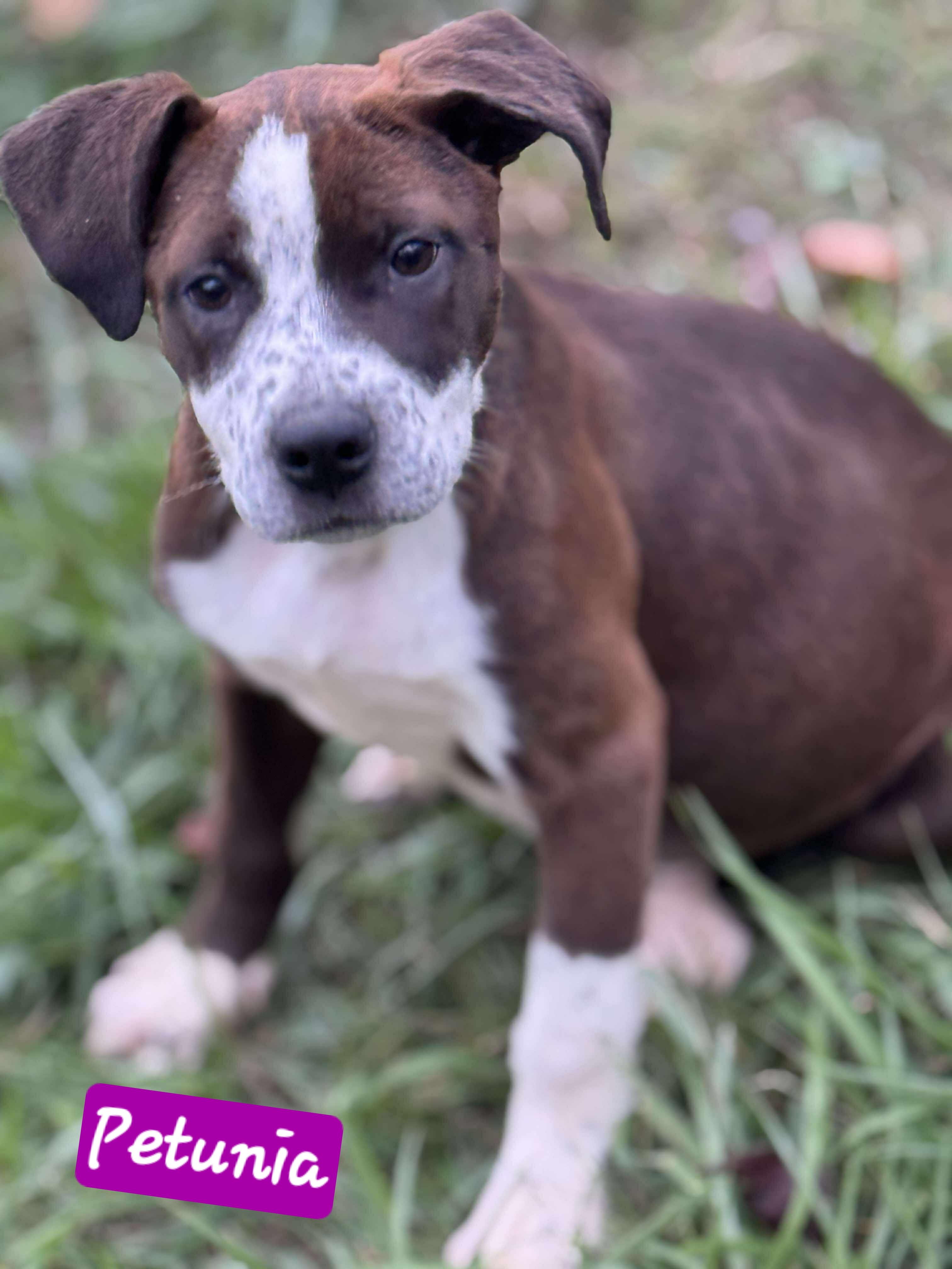 Petunia