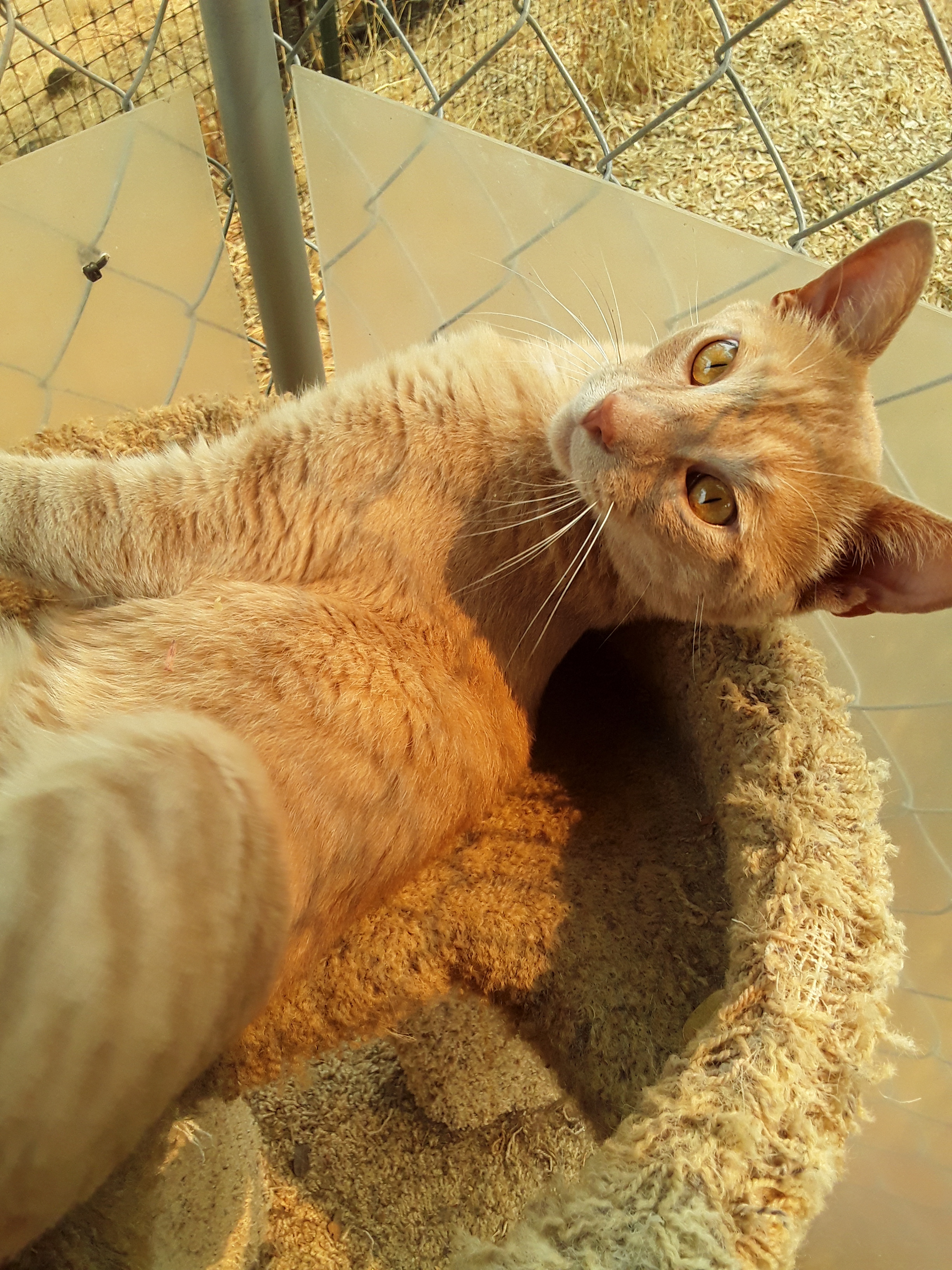 Sunny, a Adoptable mixed breed in El Dorado Hills, CA image 1/4