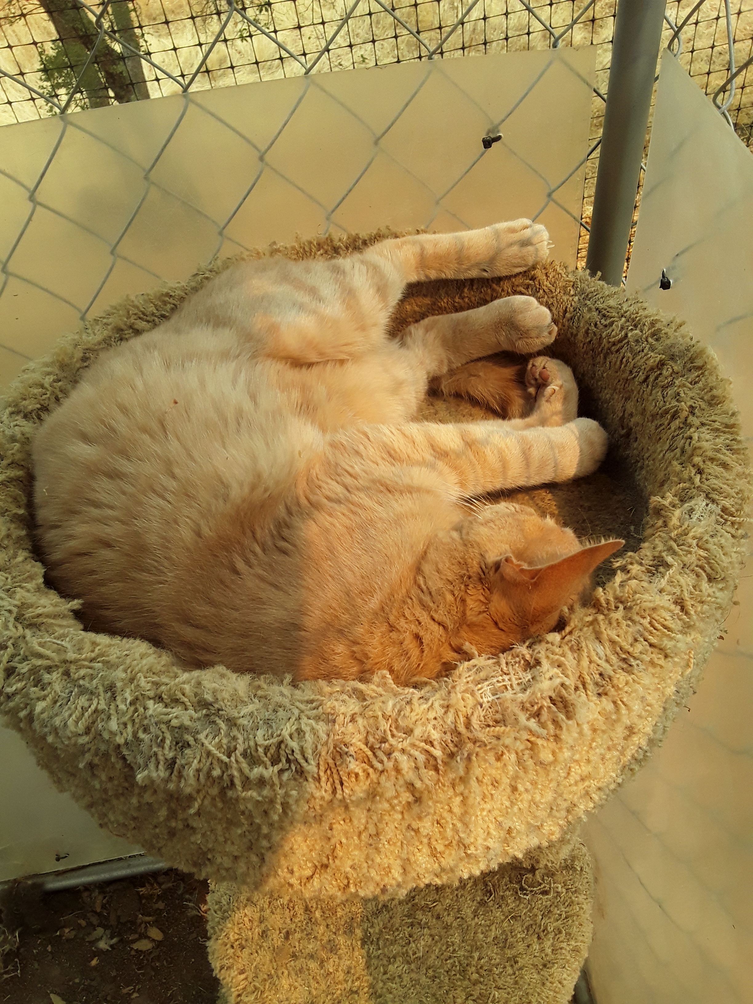 Sunny, a Adoptable mixed breed in El Dorado Hills, CA image 2/4