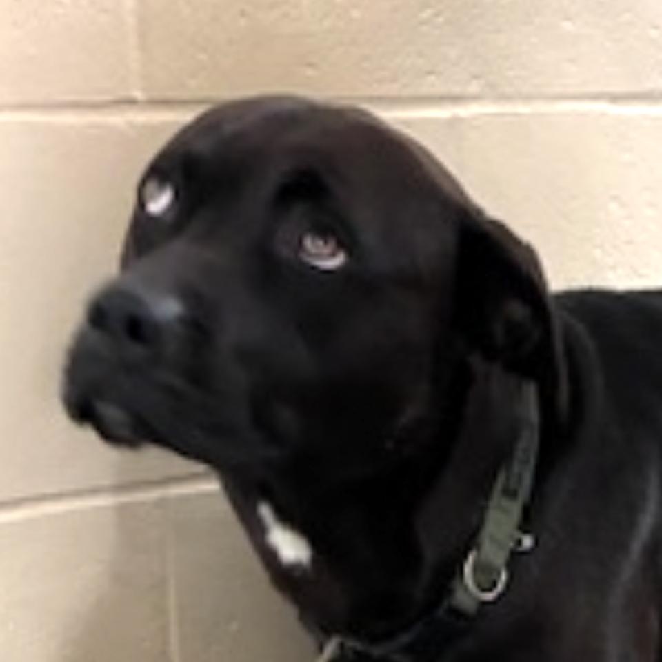 Enlarge WADE, the cutest puppy finding his inner puppy after being thrown from a car!, an adopted mixed breed in Richmond, VA image 2/3