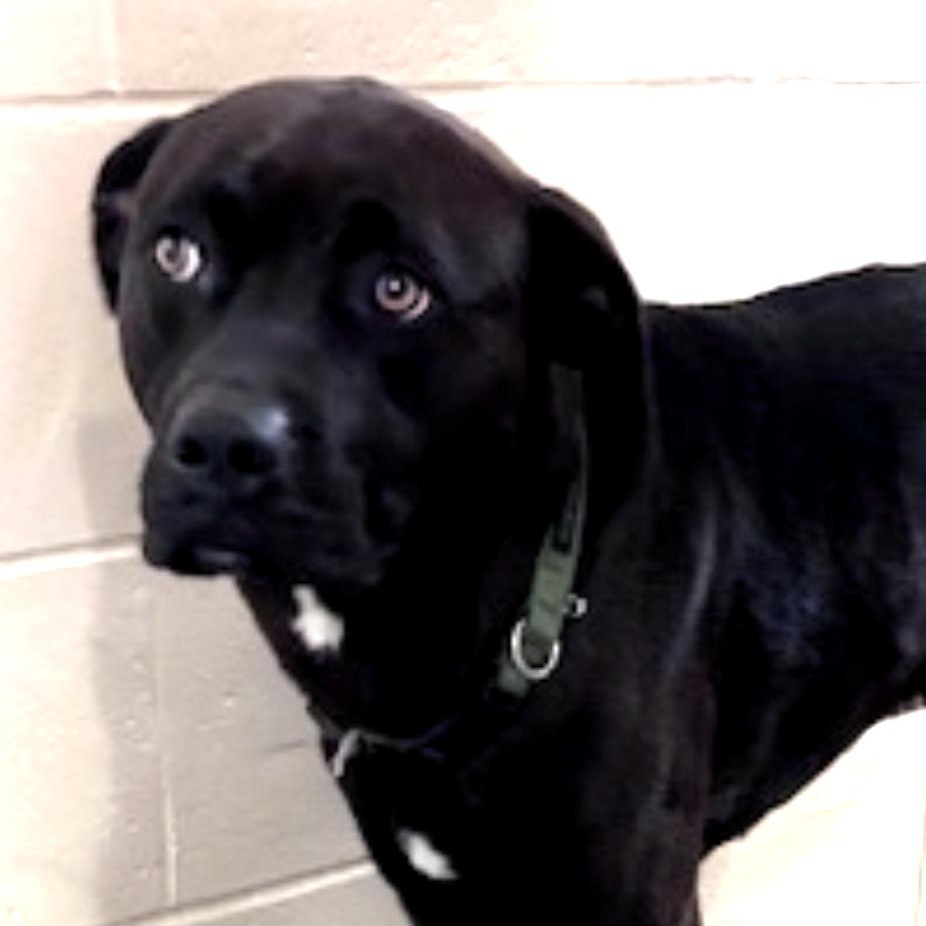 WADE, the cutest puppy finding his inner puppy after being thrown from a car!, adopted, Young Male Boxer & American Bulldog.