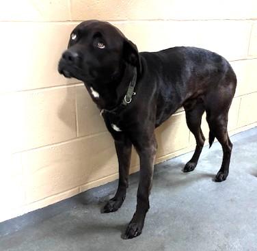 Enlarge WADE, the cutest puppy finding his inner puppy after being thrown from a car!, an adopted mixed breed in Richmond, VA image 3/3