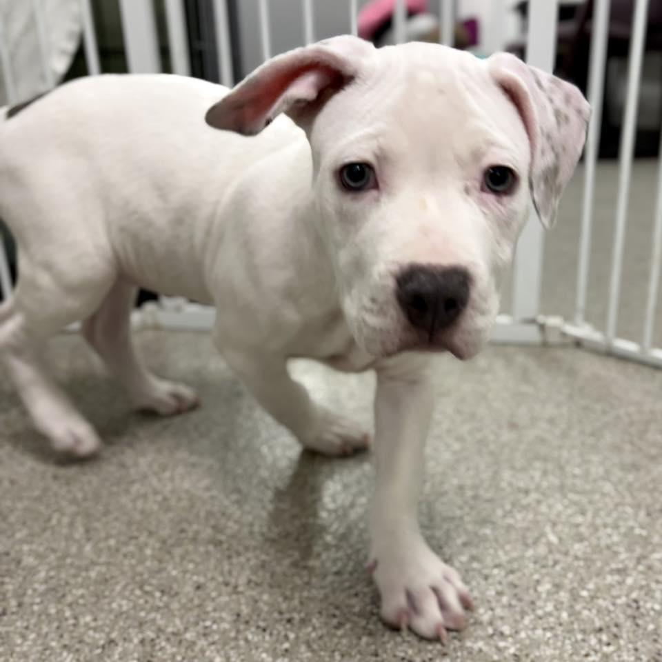 Enlarge Donner, a Adoptable mixed breed in Whitehall, PA image 4/4