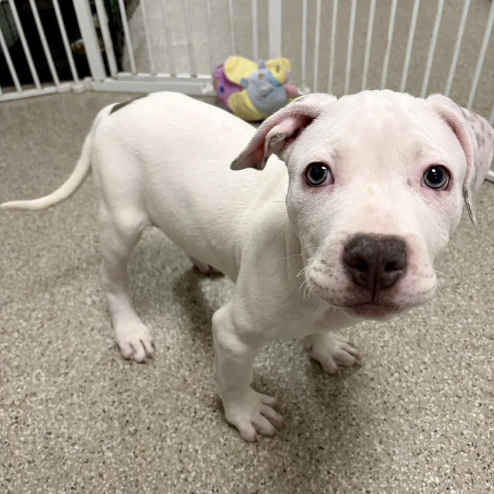 Enlarge Donner, a Adoptable mixed breed in Whitehall, PA image 2/4