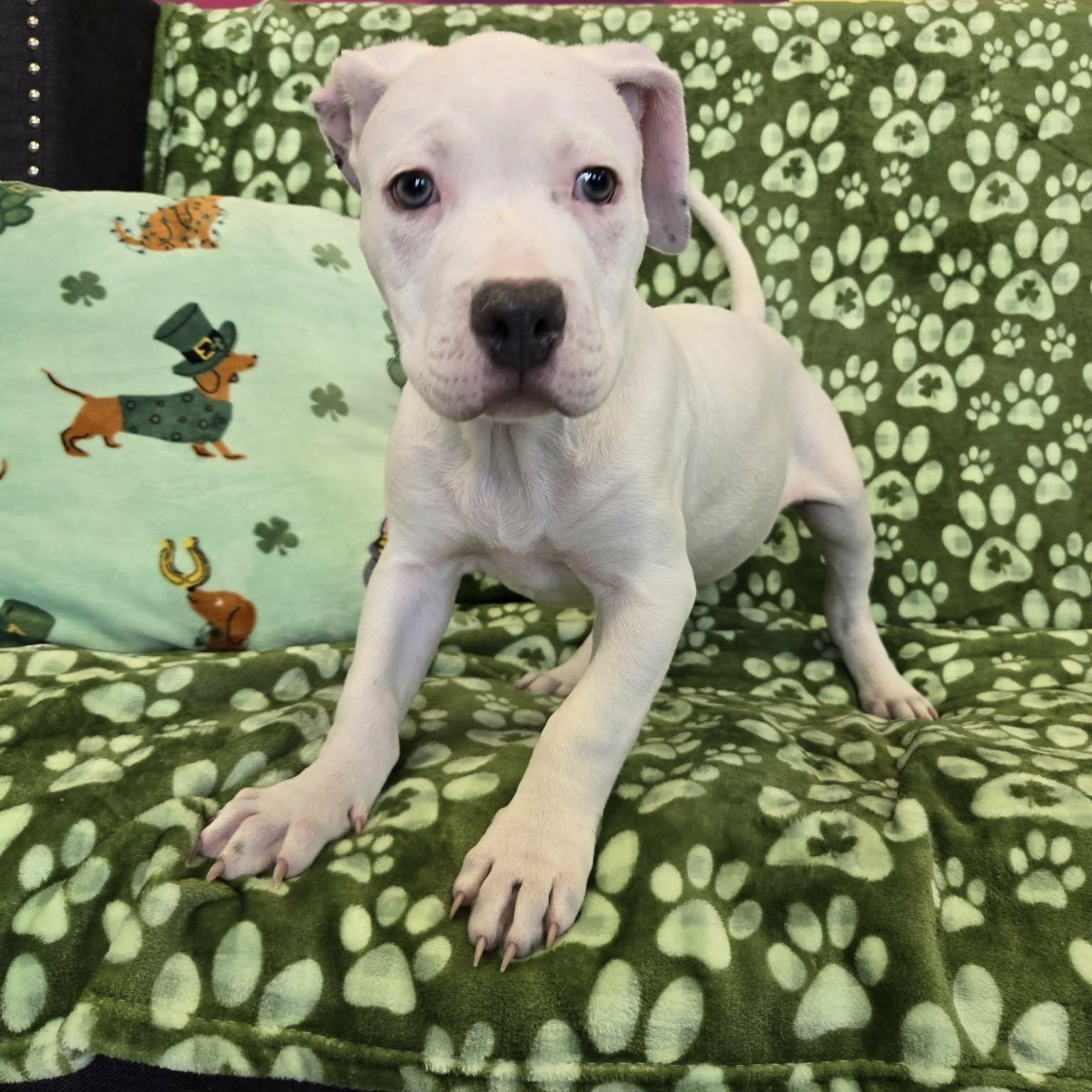 Donner, Adoptable, Puppy Male Pit Bull Terrier.