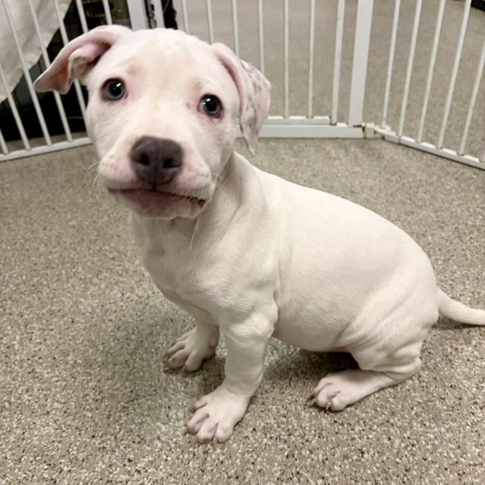 Enlarge Donner, a Adoptable mixed breed in Whitehall, PA image 3/4