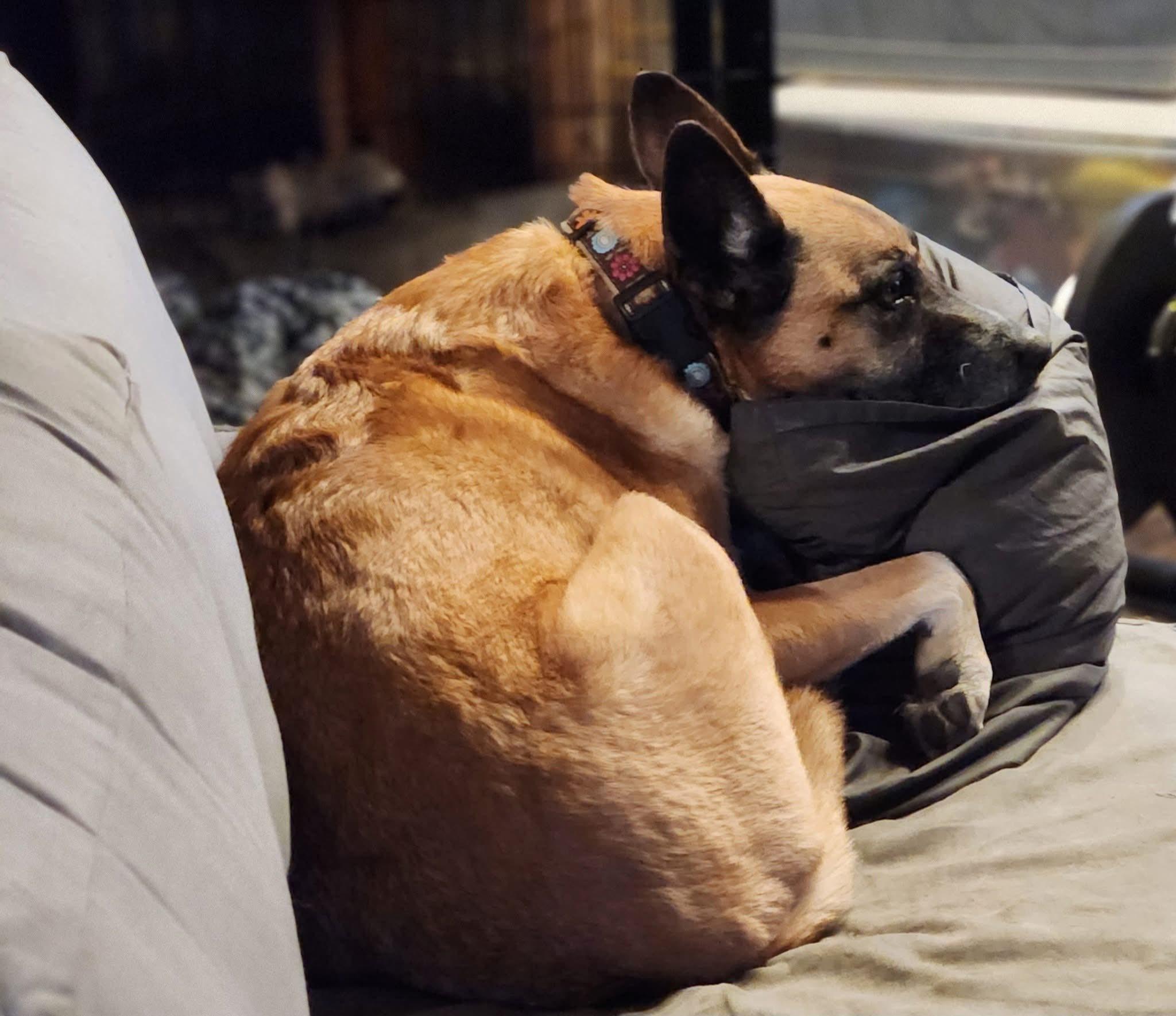 Honeybelle, a ADOPTABLE mixed breed image 1/3