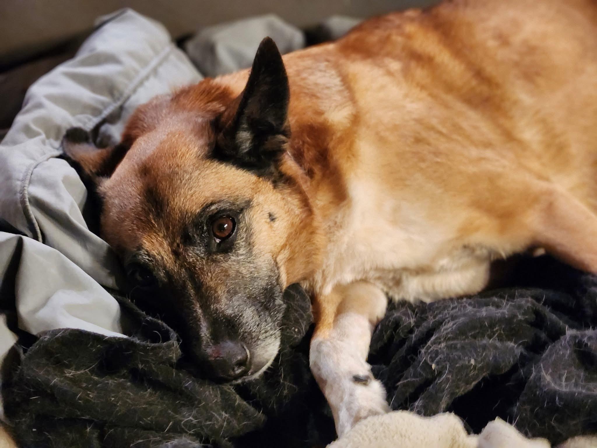 Honeybelle, a ADOPTABLE mixed breed image 3/3