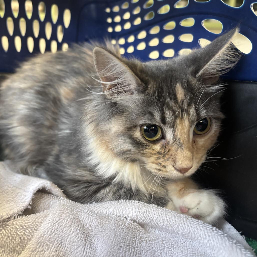 Enlarge Persephone, a Adoptable Domestic Medium Hair in Garfield, AR image 1/1