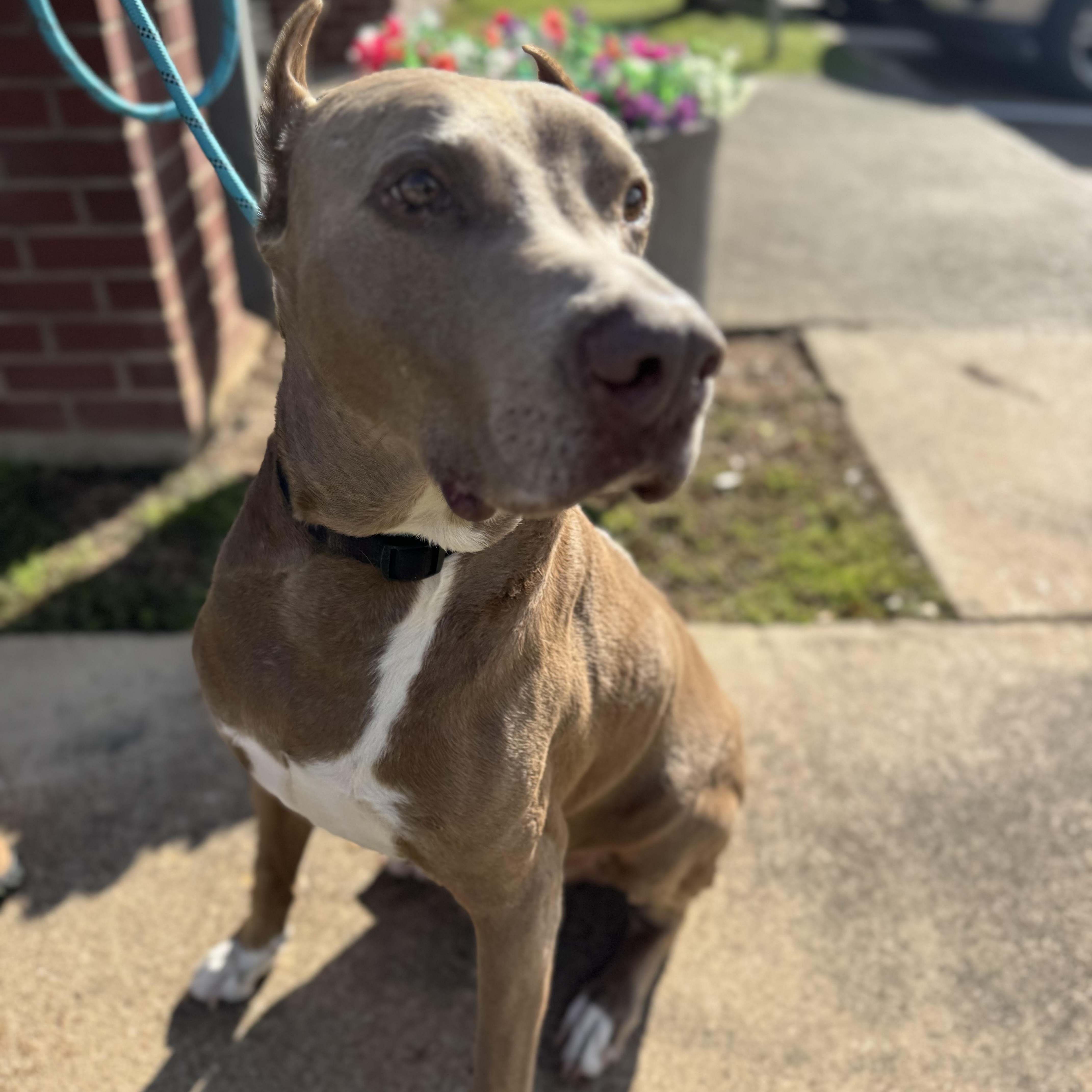 Maximus — thumbnail 3