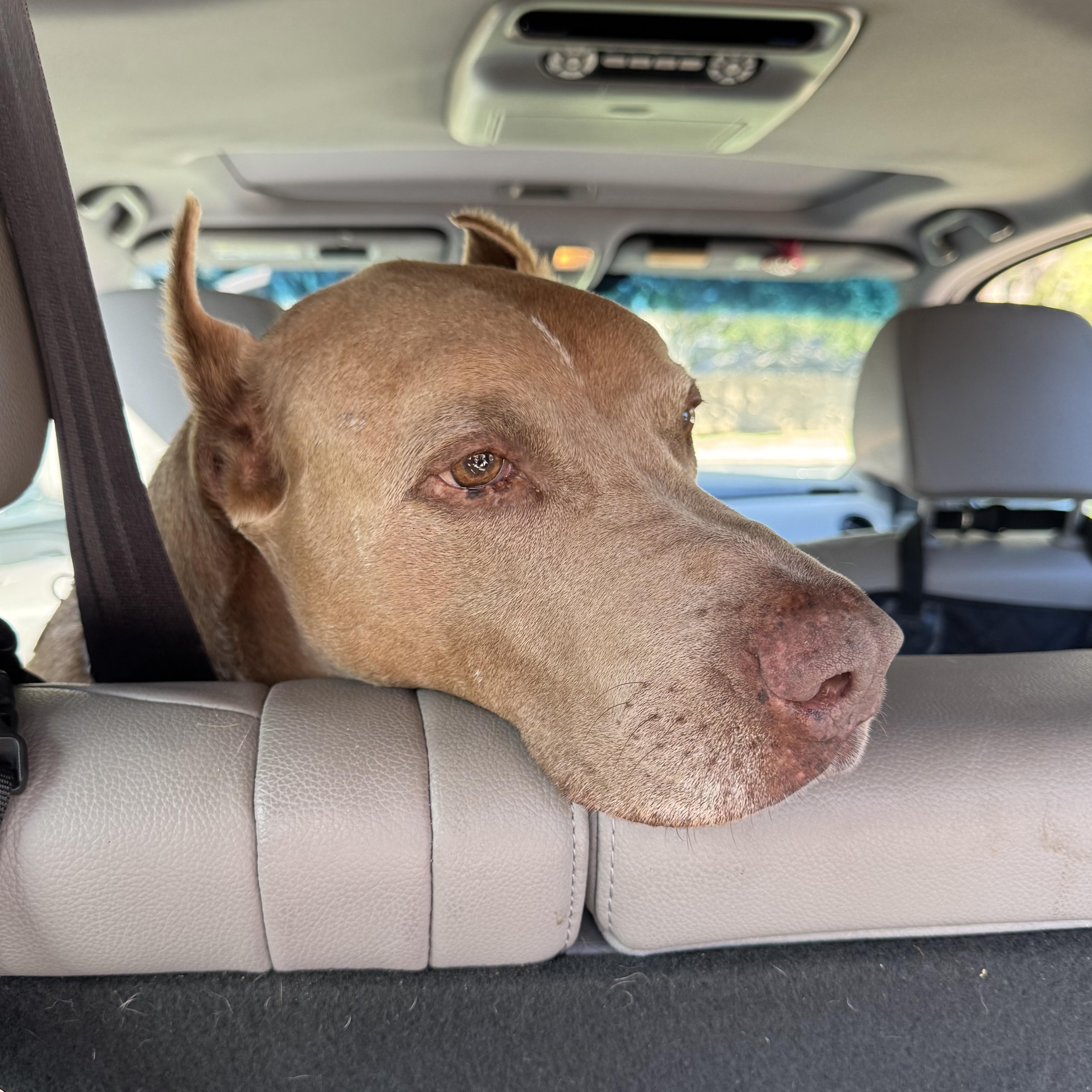 Maximus — thumbnail 4