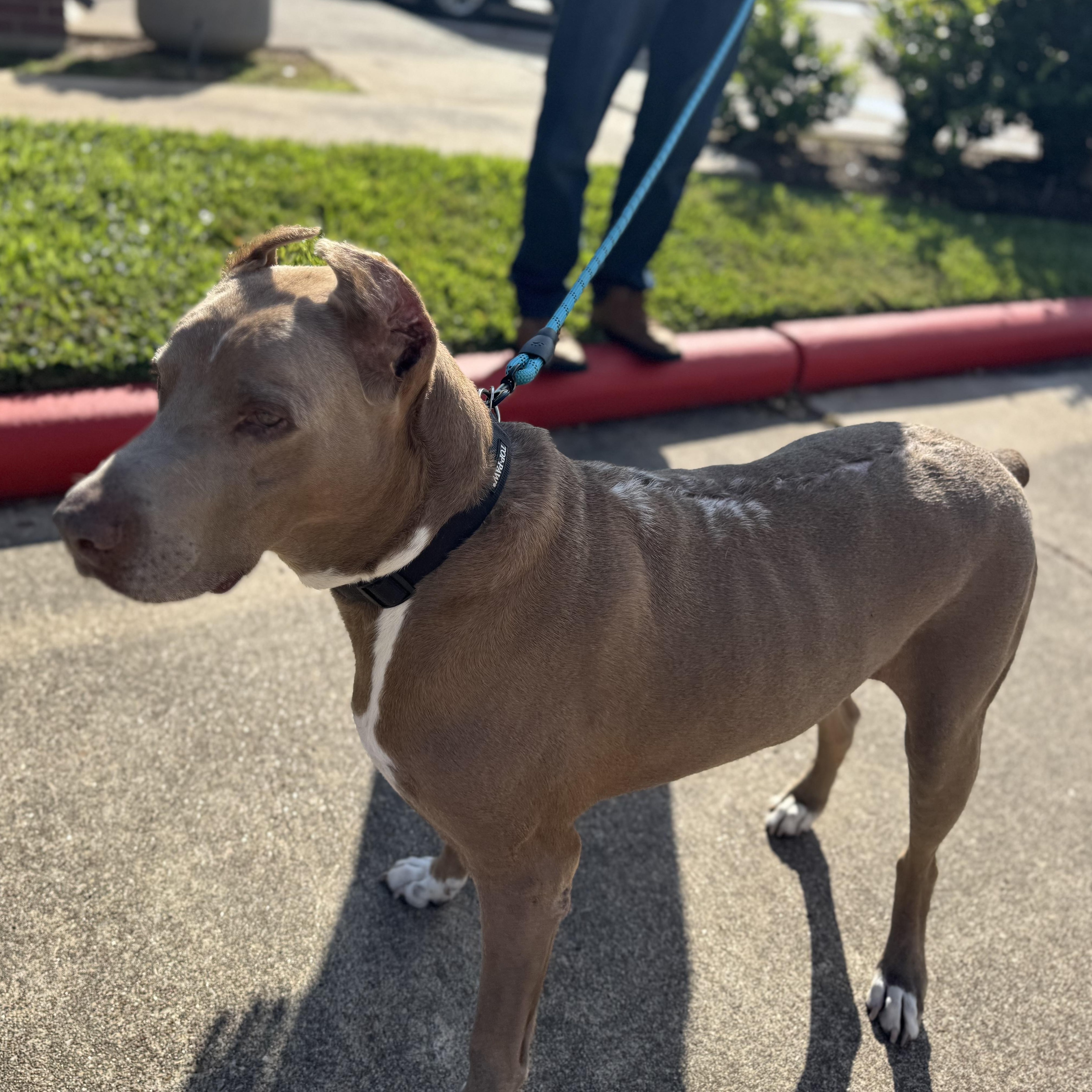 Maximus — thumbnail 5