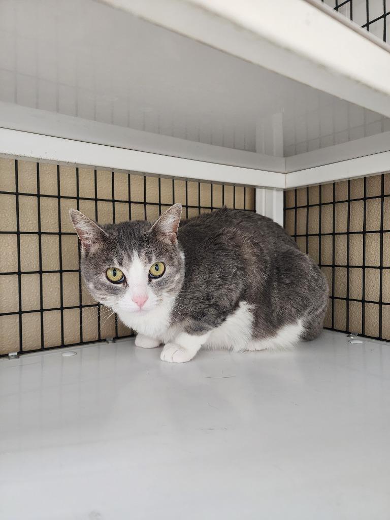 Smokey, Adoptable, Young Female Domestic Short Hair.