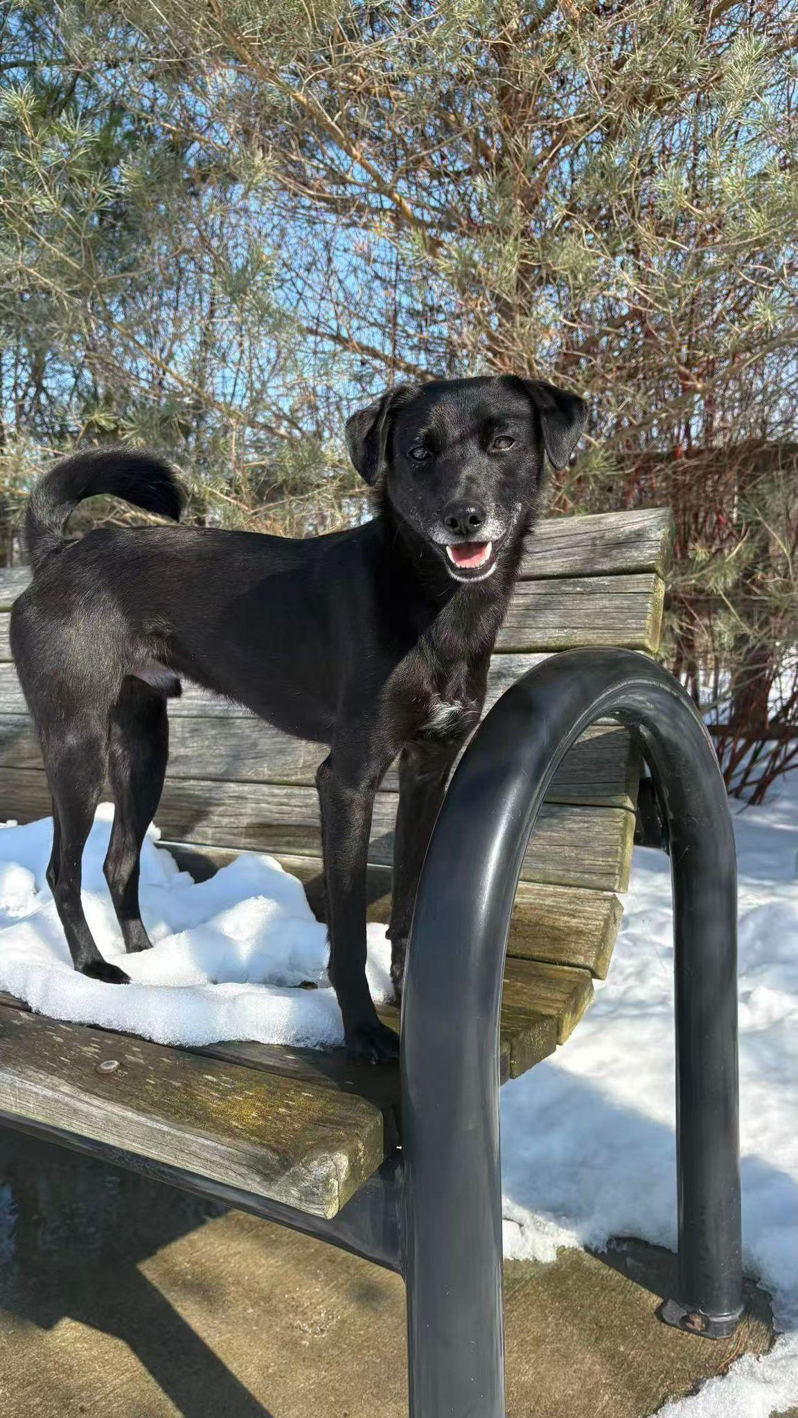 Sammy, a ADOPTABLE mixed breed in Markham, ON image 1/6
