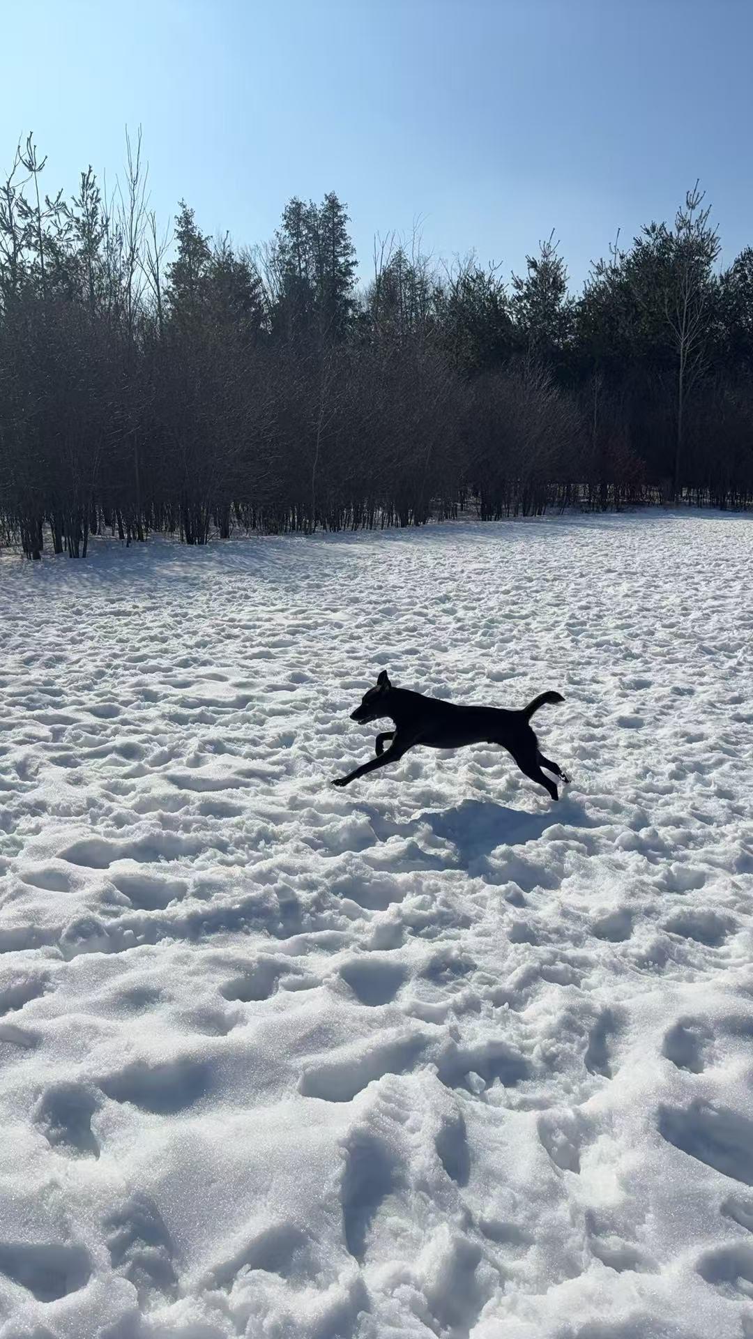 Sammy, a ADOPTABLE mixed breed in Markham, ON image 2/6
