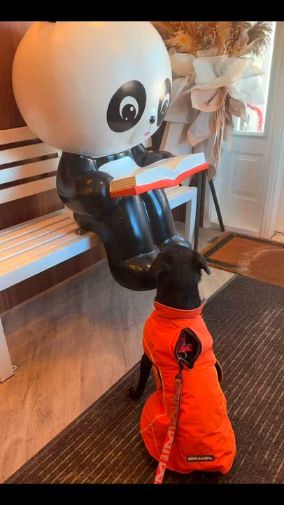 Enlarge Sammy, a ADOPTABLE mixed breed in Markham, ON video 6/6