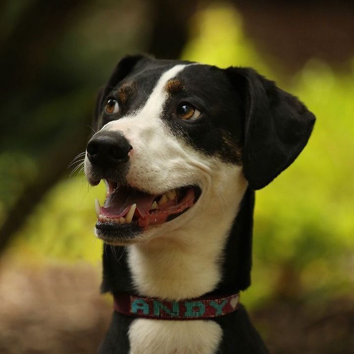 Enlarge Andy, a Adoptable mixed breed in Sequim, WA image 7/8