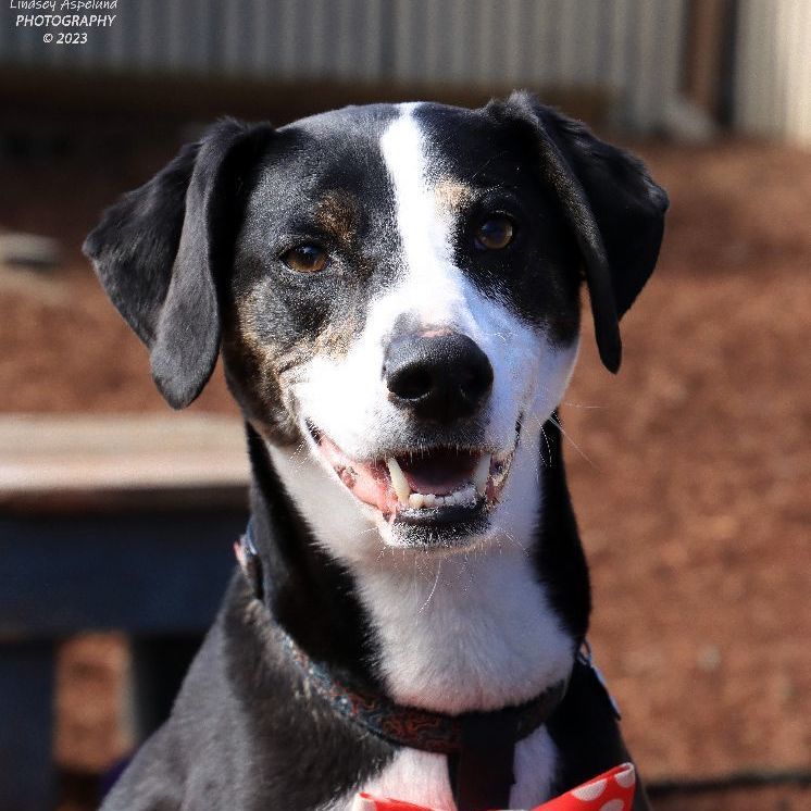 Andy, Adoptable, Senior Male Whippet & Border Collie.