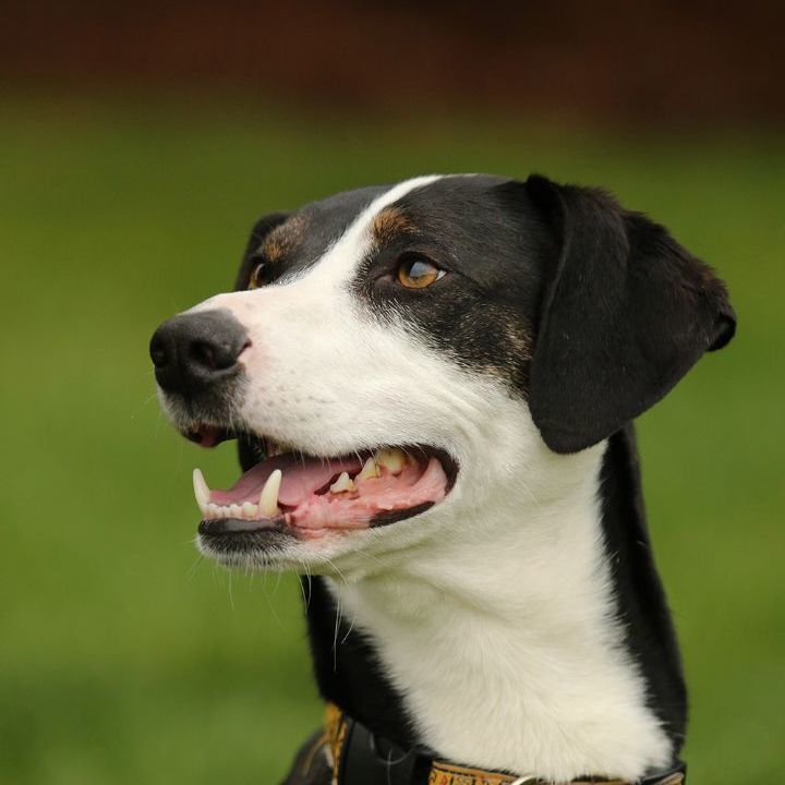 Enlarge Andy, a Adoptable mixed breed in Sequim, WA image 8/8