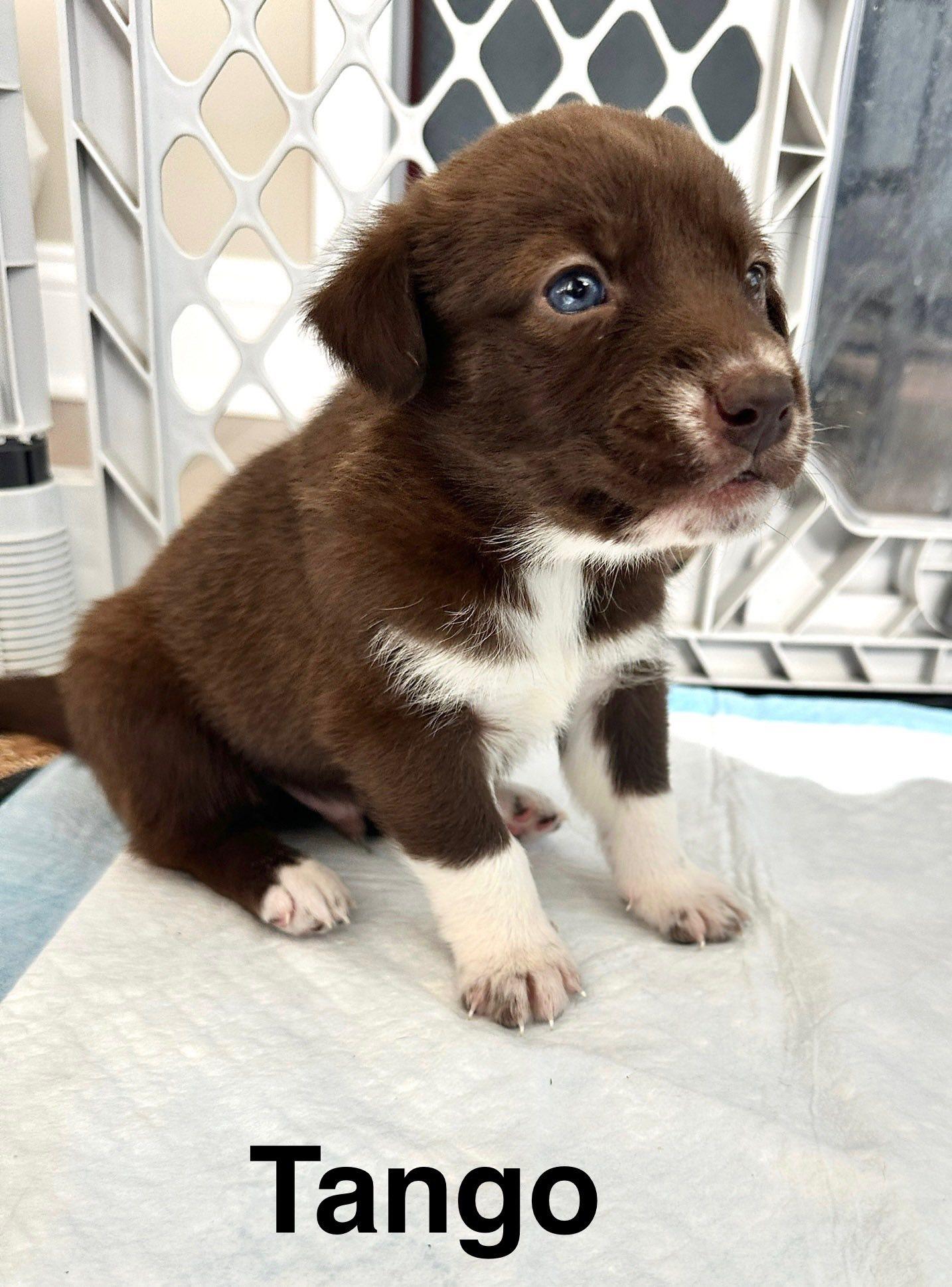 Tango, Adoptable, Puppy Male Cocker Spaniel & German Shepherd Dog.