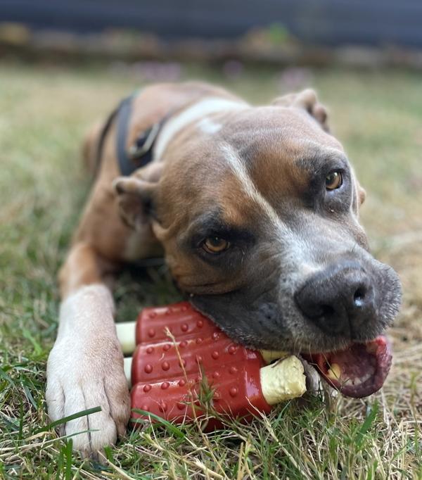Pappy, Adoptable, Adult Male Pit Bull Terrier.