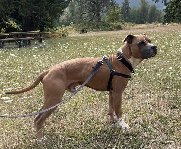 Enlarge Pappy, a Adoptable mixed breed in Vancouver, WA image 2/6