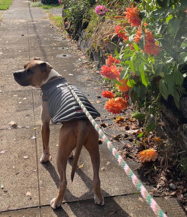 Enlarge Pappy, a Adoptable mixed breed in Vancouver, WA image 4/6