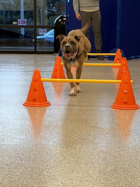 Enlarge Pappy, a Adoptable mixed breed in Vancouver, WA image 5/6