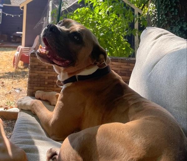 Enlarge Pappy, a Adoptable mixed breed in Vancouver, WA image 6/6