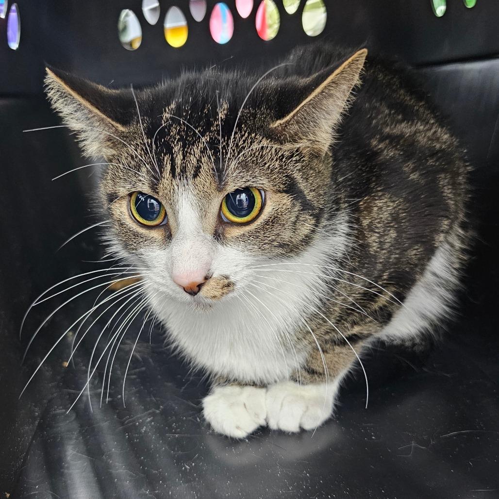 Enlarge Jinxy, a Adoptable Domestic Short Hair in Corydon, IN image 1/1