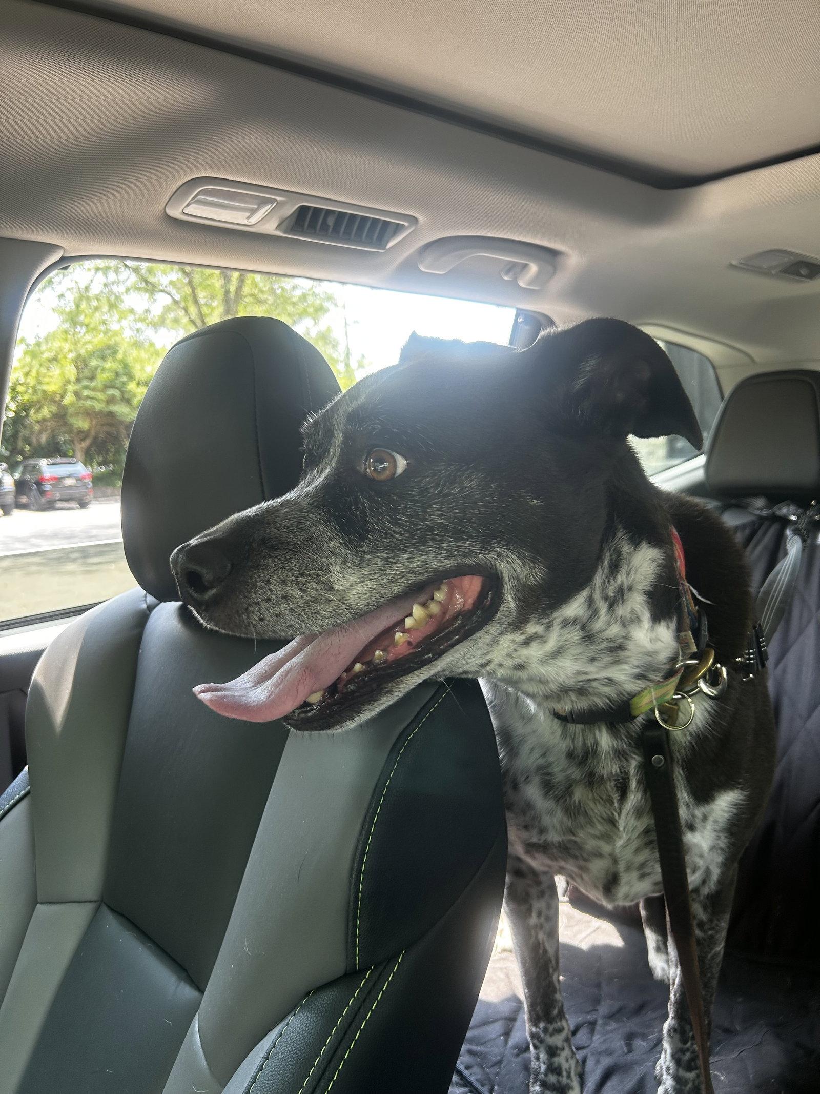 Ziggy, Adoptable, Adult Male Mixed Breed.