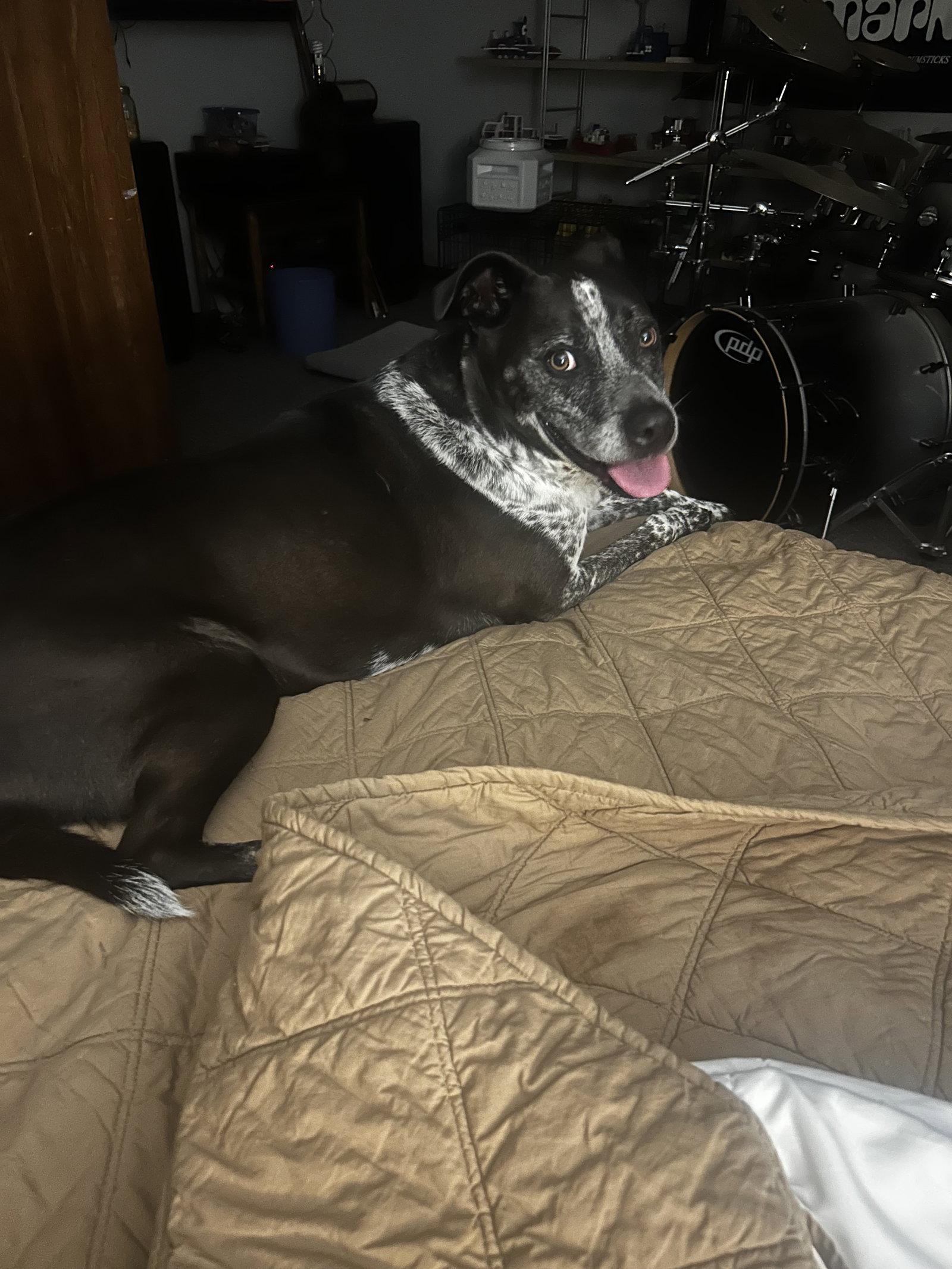 Enlarge Ziggy, a Adoptable Mixed Breed in Powell, OH image 3/3