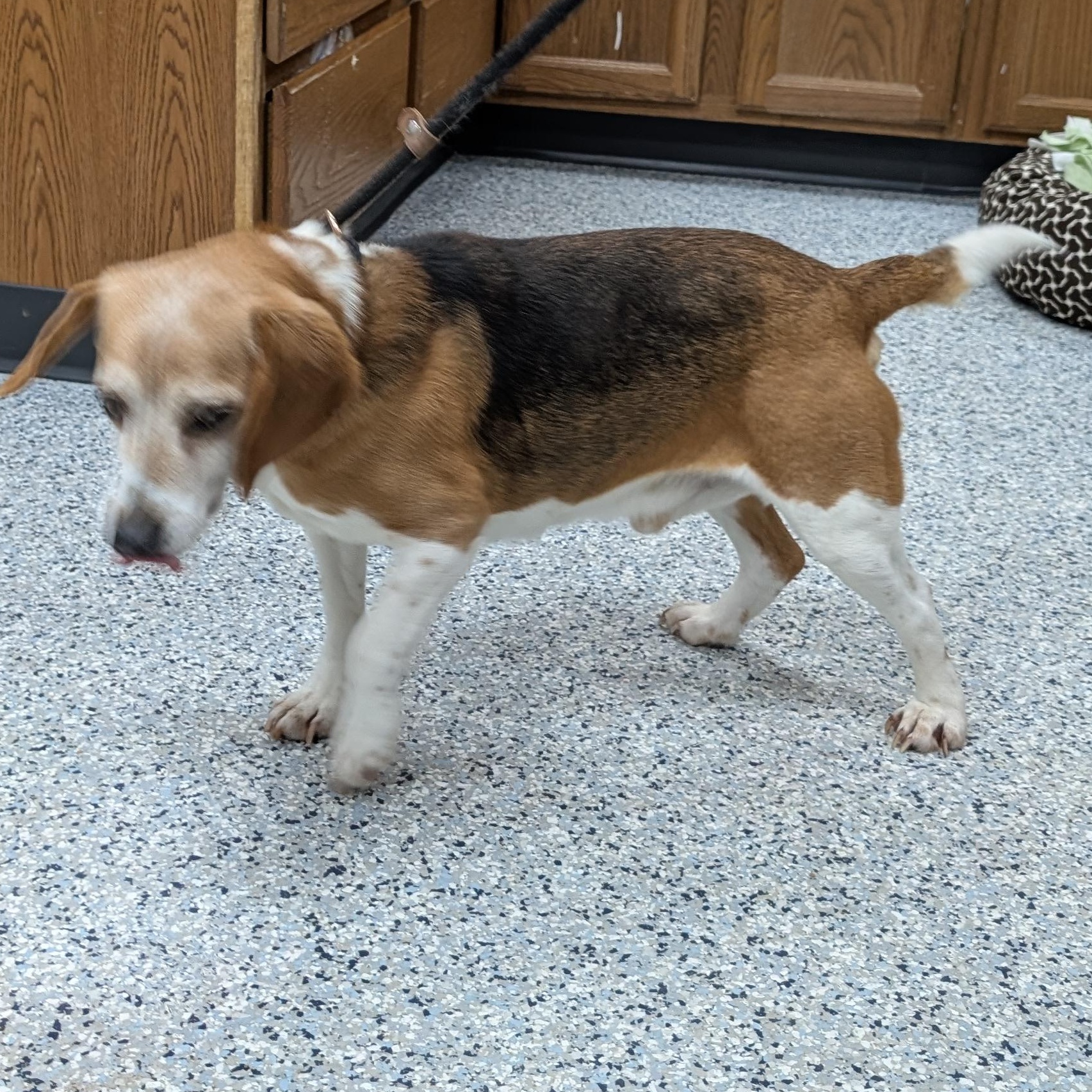 Enlarge 189156 Cooter  LOOKING FOR OWNER, a ADOPTABLE Beagle in Ravenna, OH image 4/4