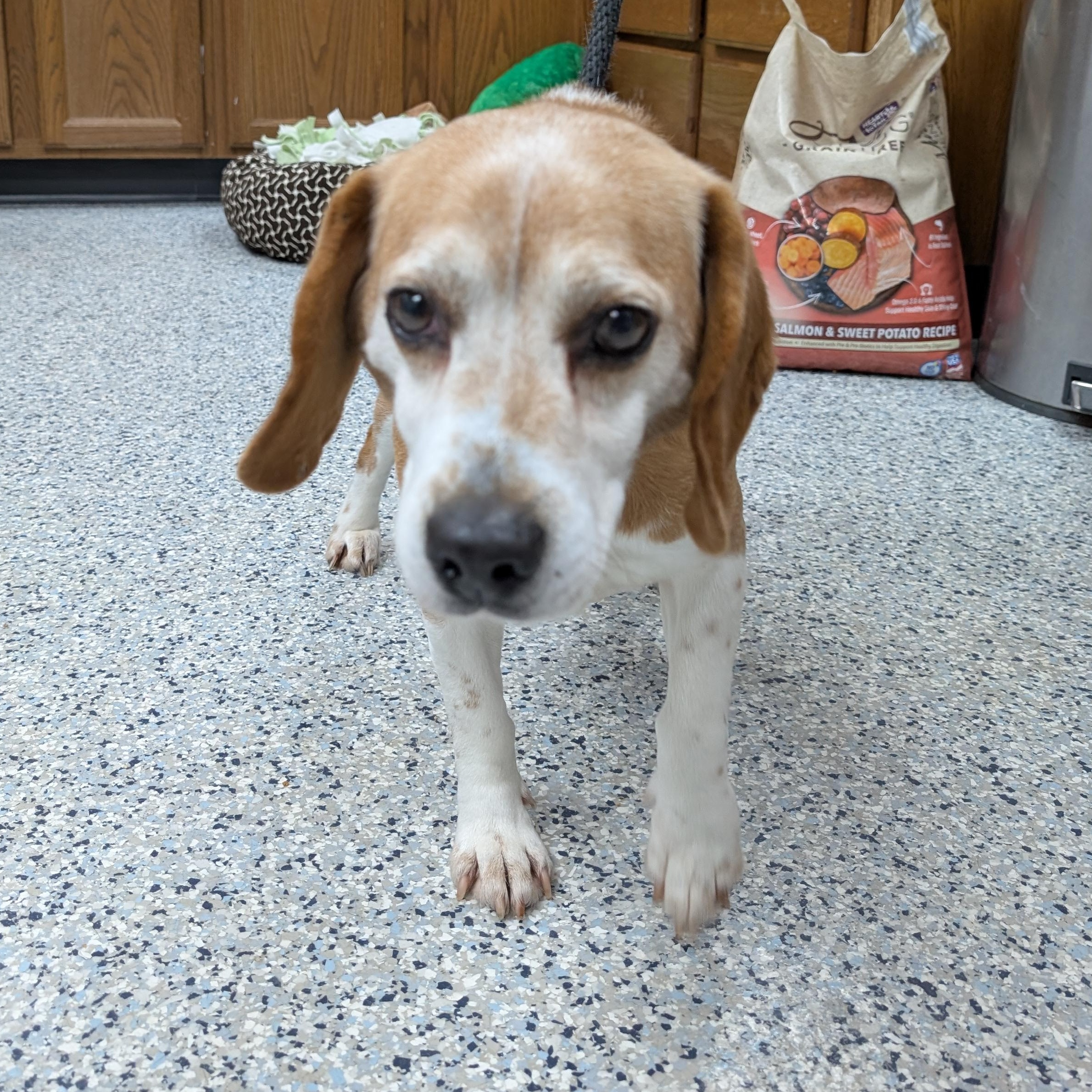 189156 Cooter LOOKING FOR OWNER, ADOPTABLE, Senior Male Beagle.