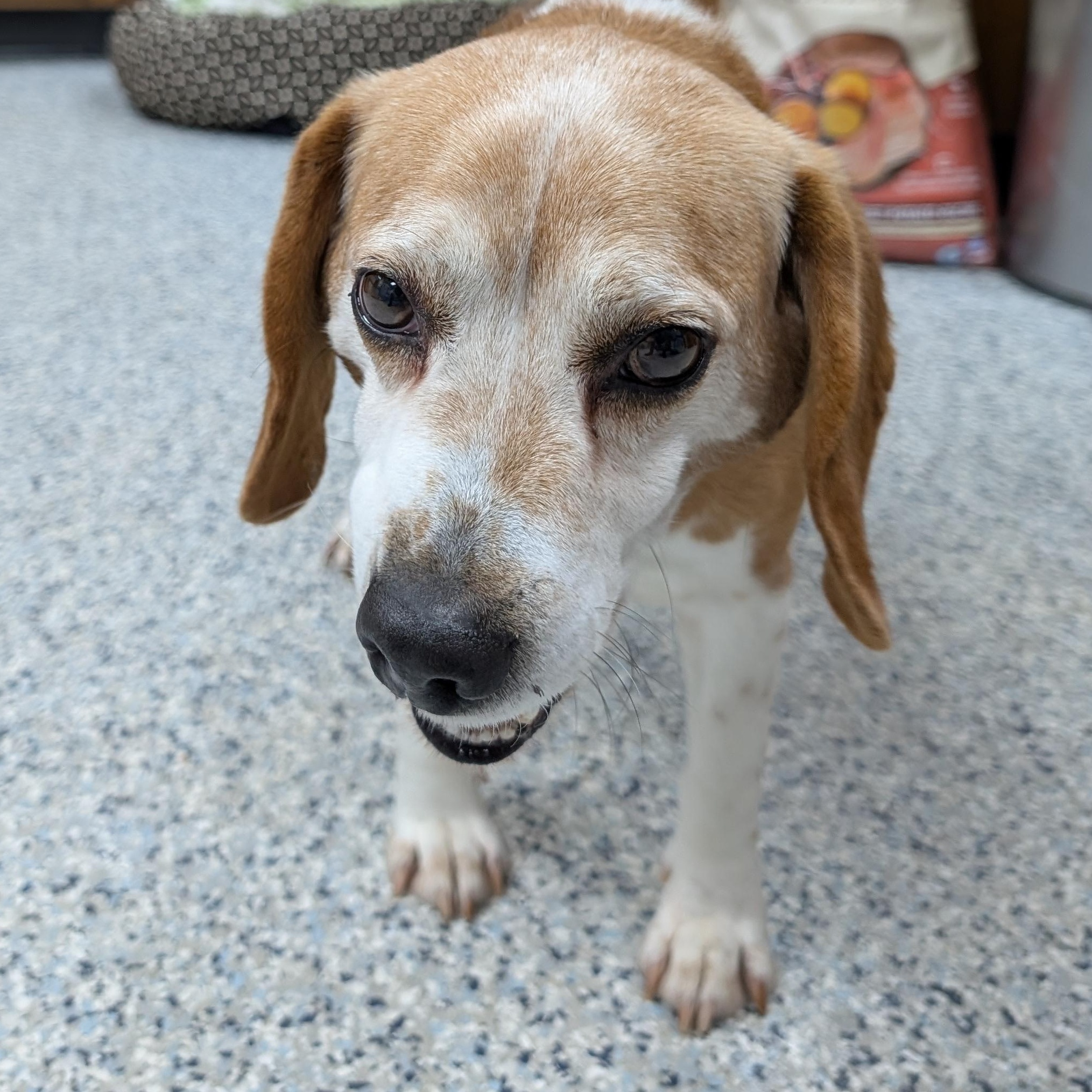 Enlarge 189156 Cooter  LOOKING FOR OWNER, a ADOPTABLE Beagle in Ravenna, OH image 3/4