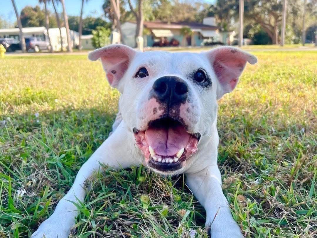 Pam, ADOPTABLE, Adult Female Mixed Breed.