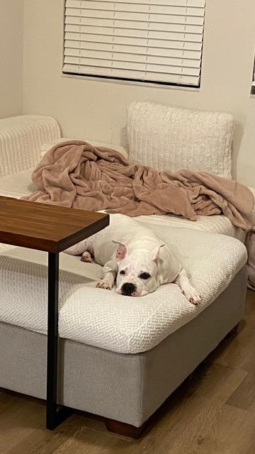 Enlarge Pam, a ADOPTABLE Mixed Breed in LEHIGH ACRES, FL image 6/6