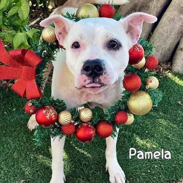 Pam, ADOPTABLE, Adult Female Mixed Breed.