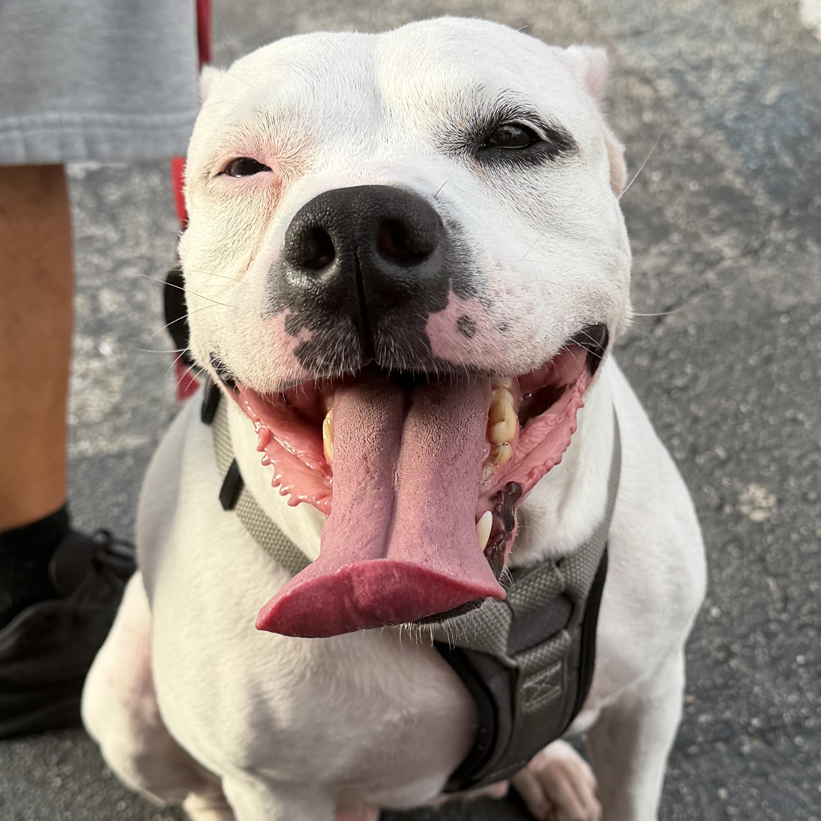 Pam, a ADOPTABLE Mixed Breed in LEHIGH ACRES, FL image 5/6