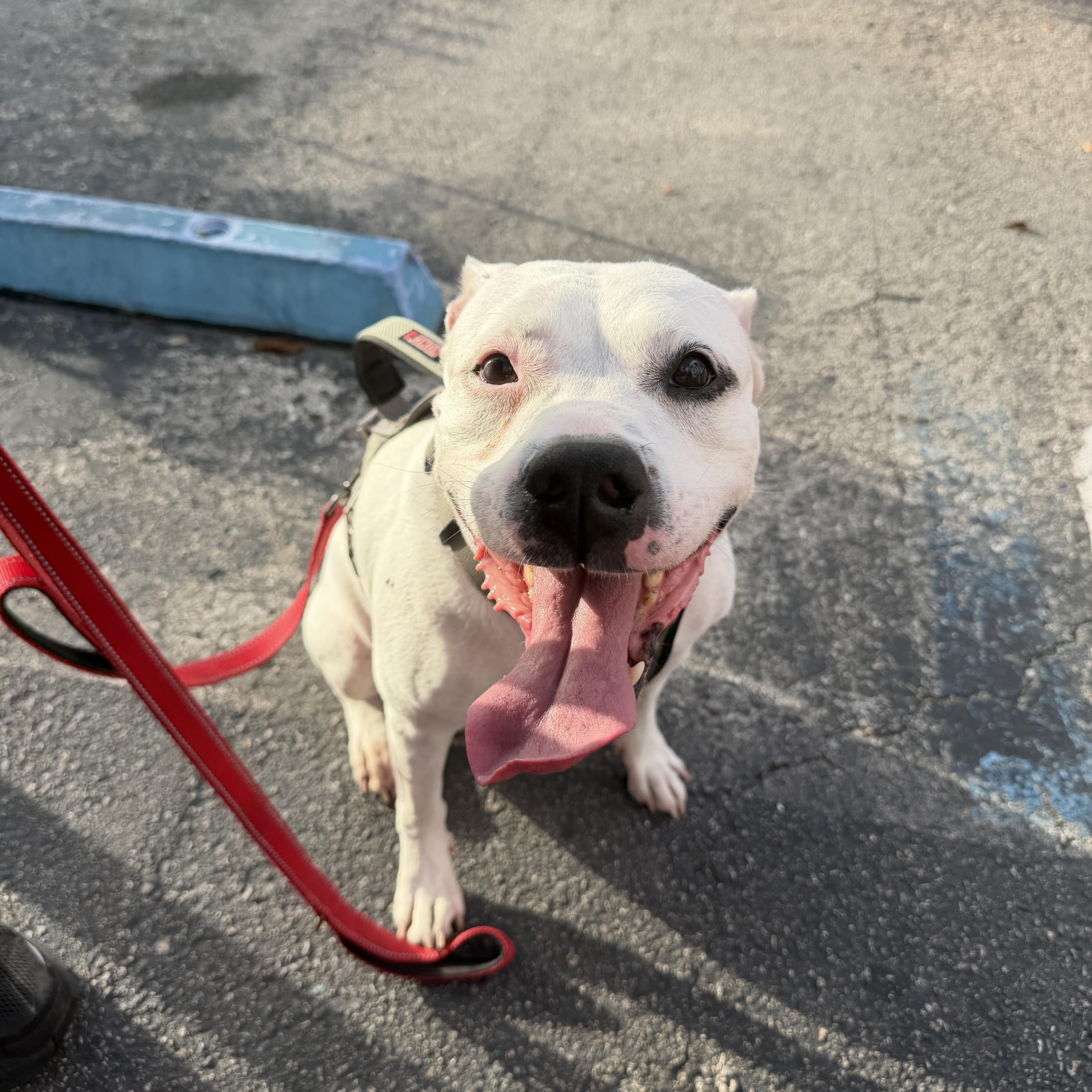 Pam, a ADOPTABLE Mixed Breed in LEHIGH ACRES, FL image 6/6