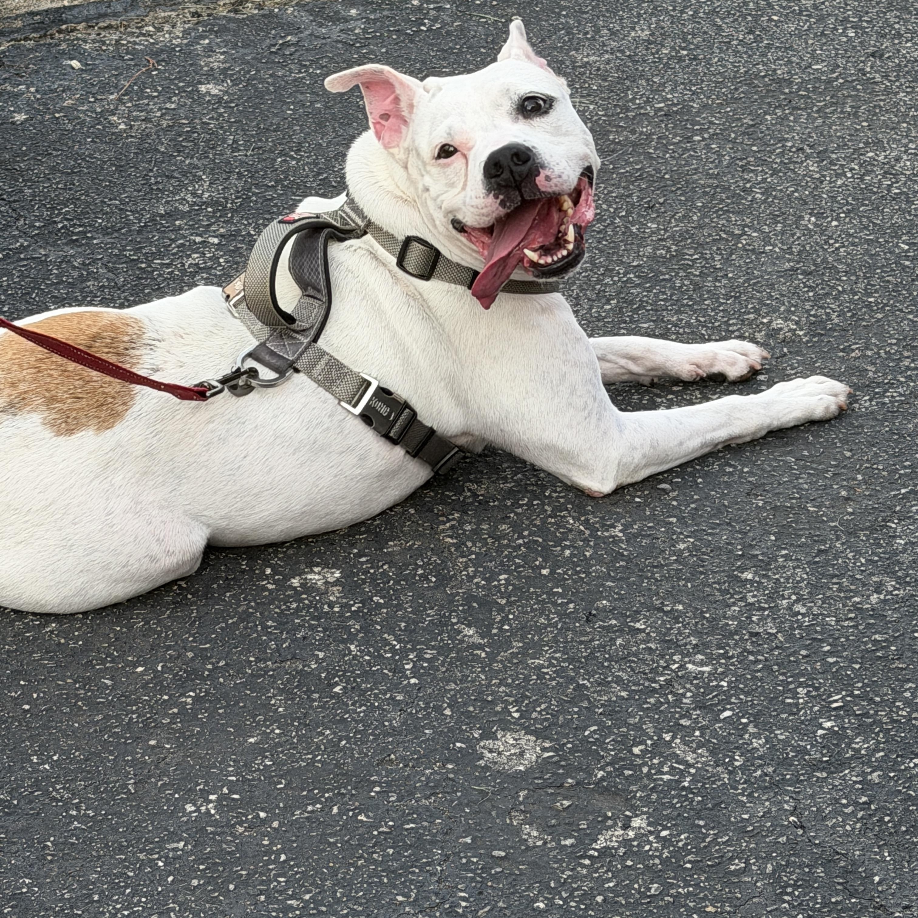 Pam, ADOPTABLE, Adult Female Mixed Breed.
