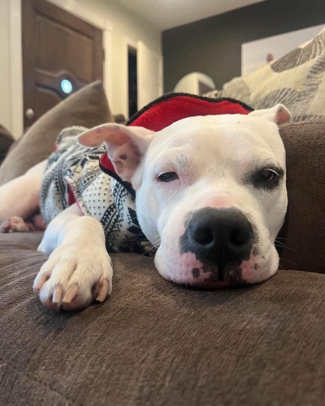 Pam, ADOPTABLE, Adult Female Mixed Breed.