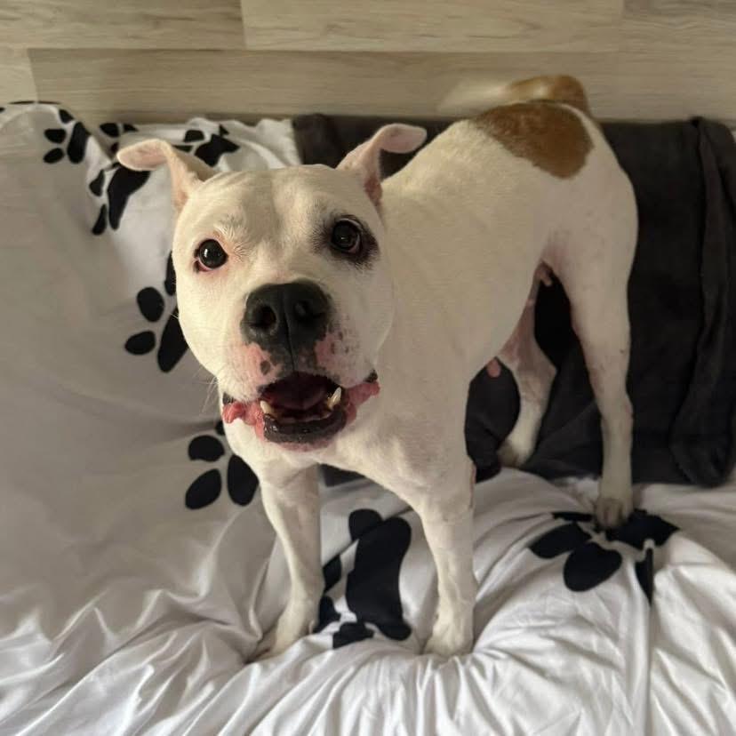 Enlarge Pam, a ADOPTABLE Mixed Breed in LEHIGH ACRES, FL image 2/6