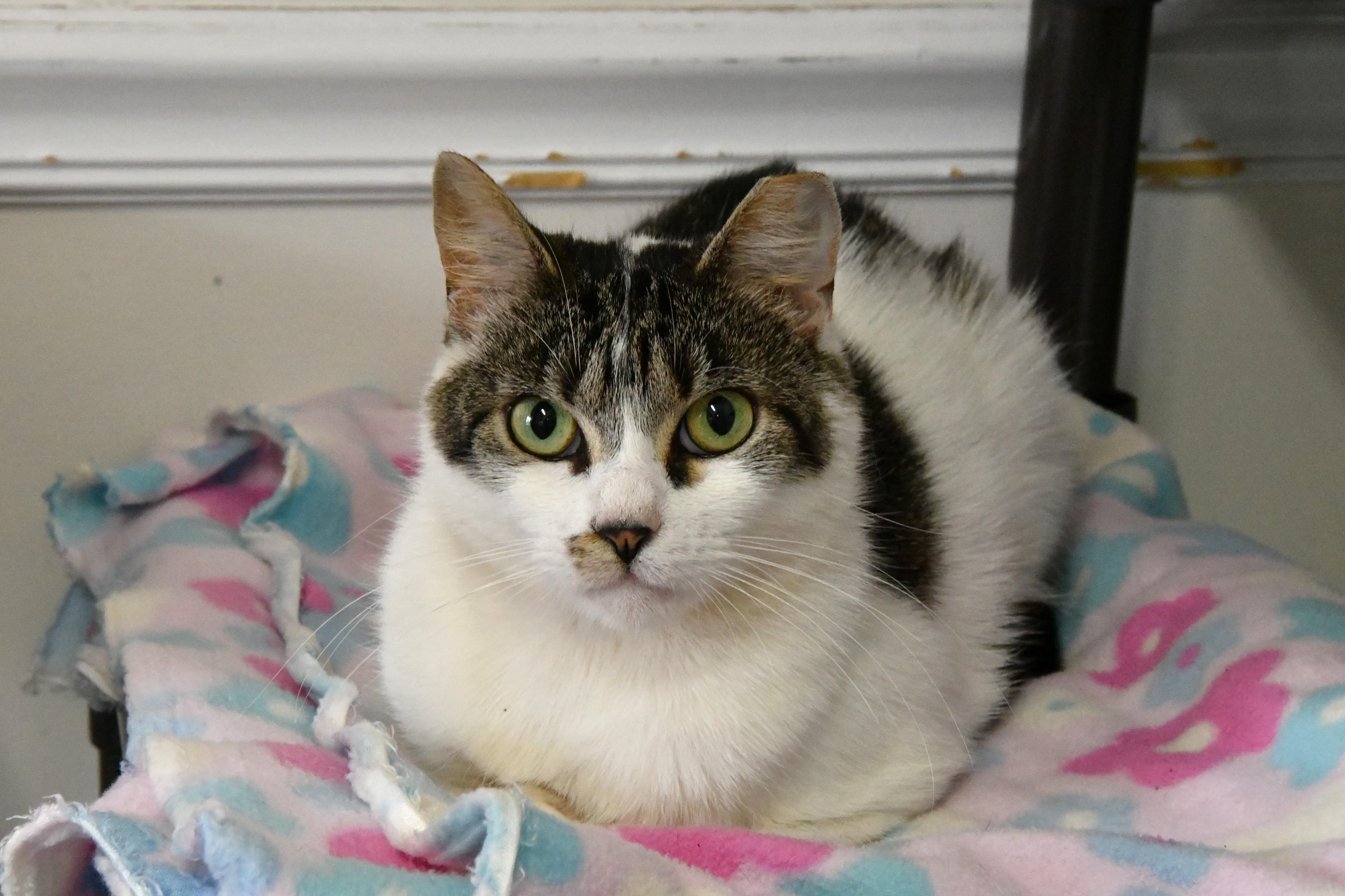 Kiki, ADOPTABLE, Adult Male Domestic Short Hair.