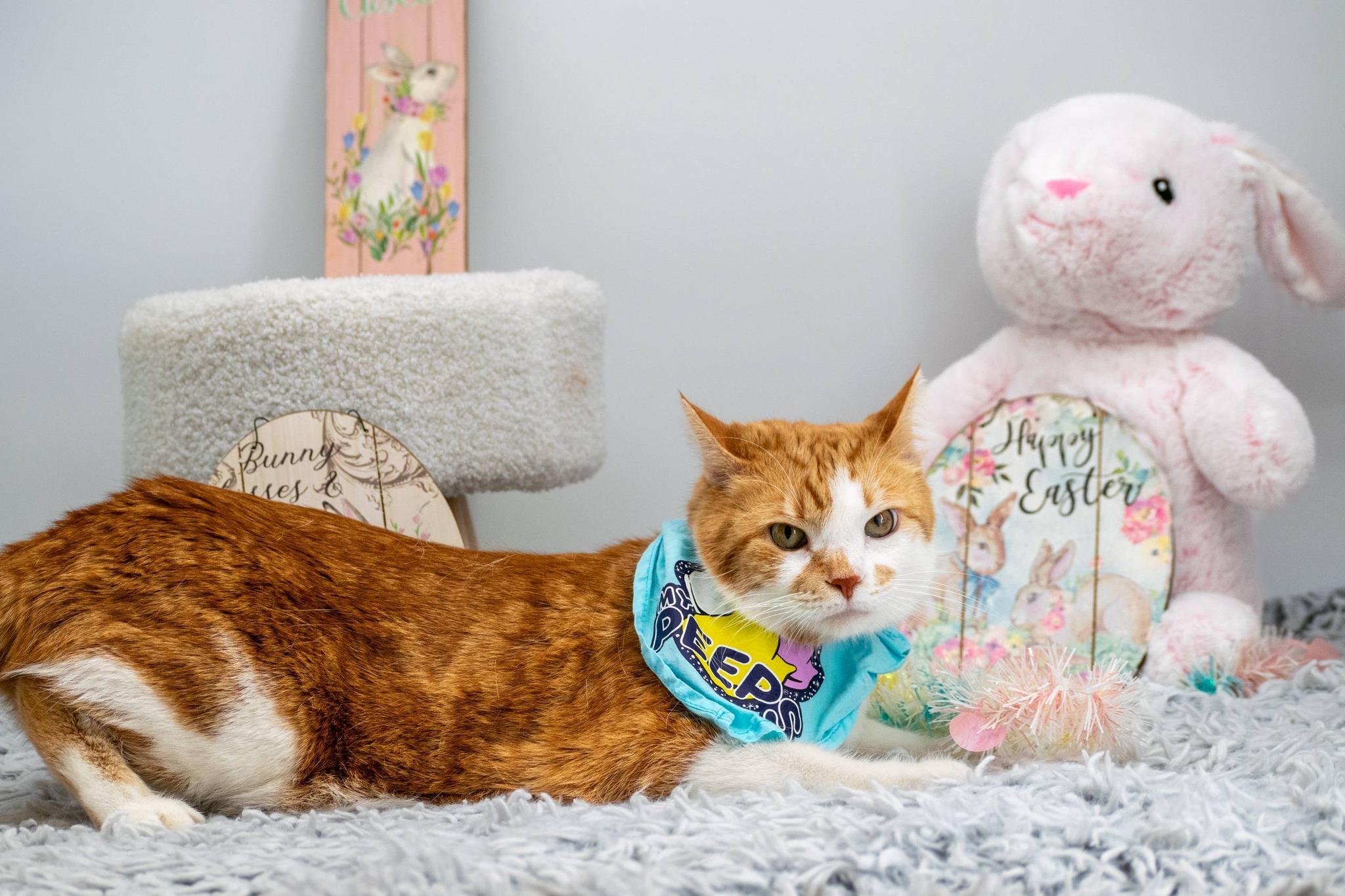 Enlarge Fetty, a ADOPTABLE Domestic Short Hair in Sevierville, TN image 3/4