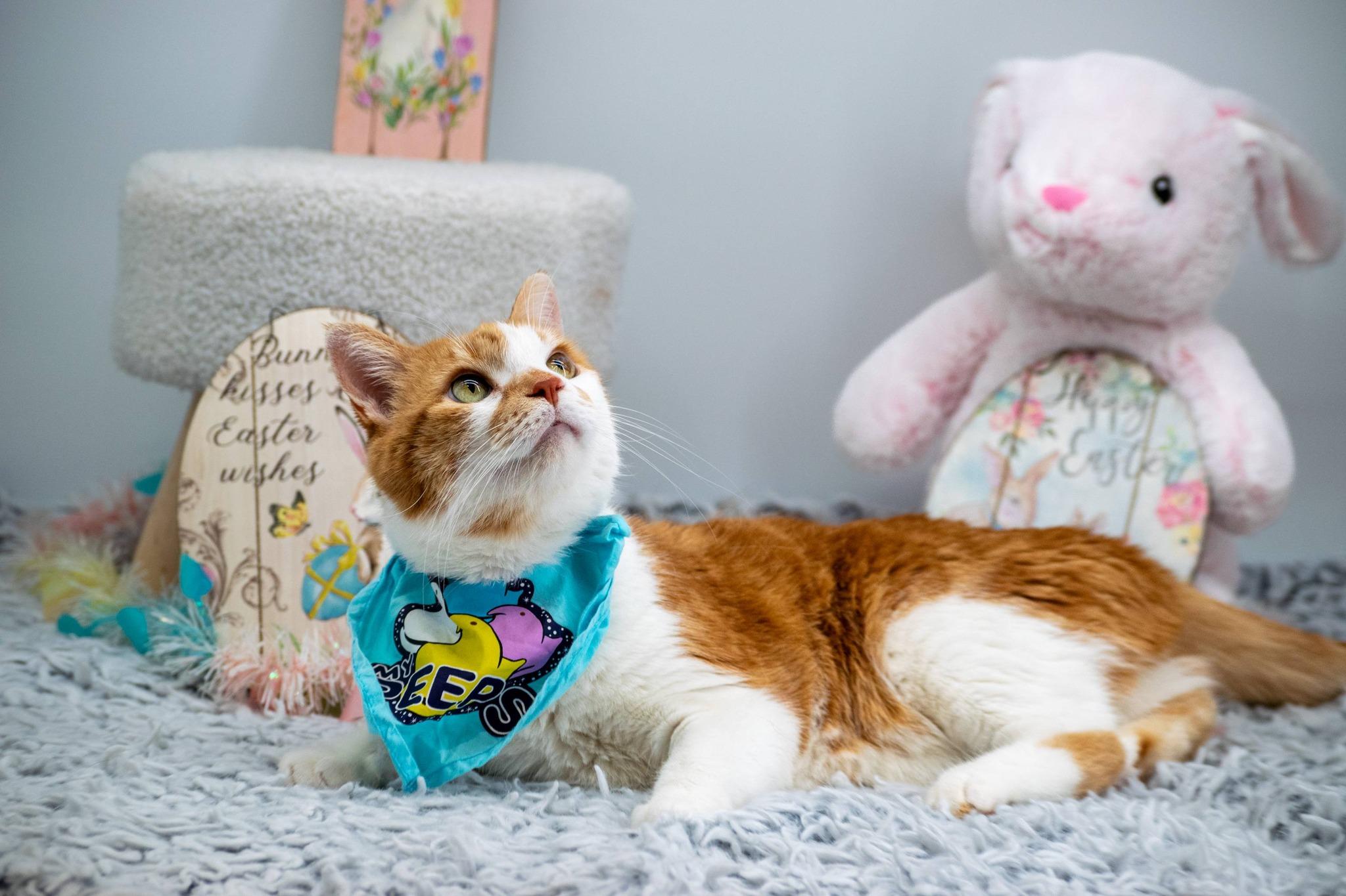 Enlarge Fetty, a ADOPTABLE Domestic Short Hair in Sevierville, TN image 4/4